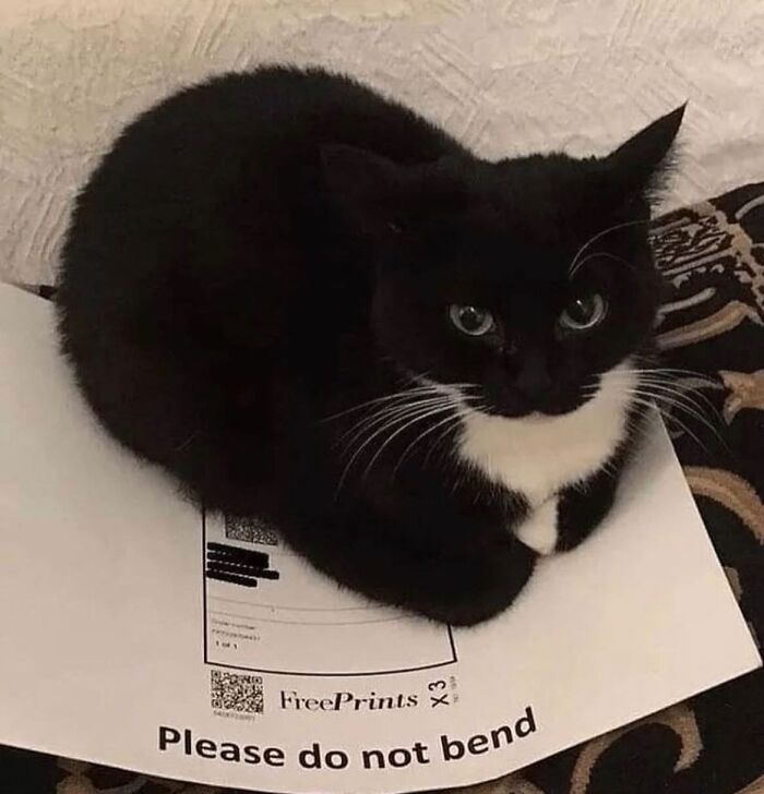 50 Of The Most Hilarious And Cute &lsquo;Cats Without Context&rsquo; To Brighten Your Day