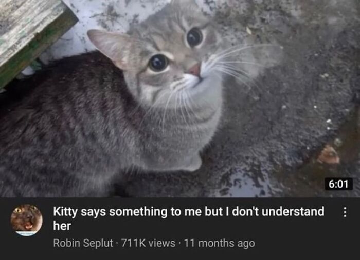 50 Of The Most Hilarious And Cute &lsquo;Cats Without Context&rsquo; To Brighten Your Day
