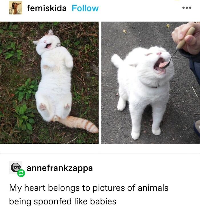 50 Of The Most Hilarious And Cute &lsquo;Cats Without Context&rsquo; To Brighten Your Day