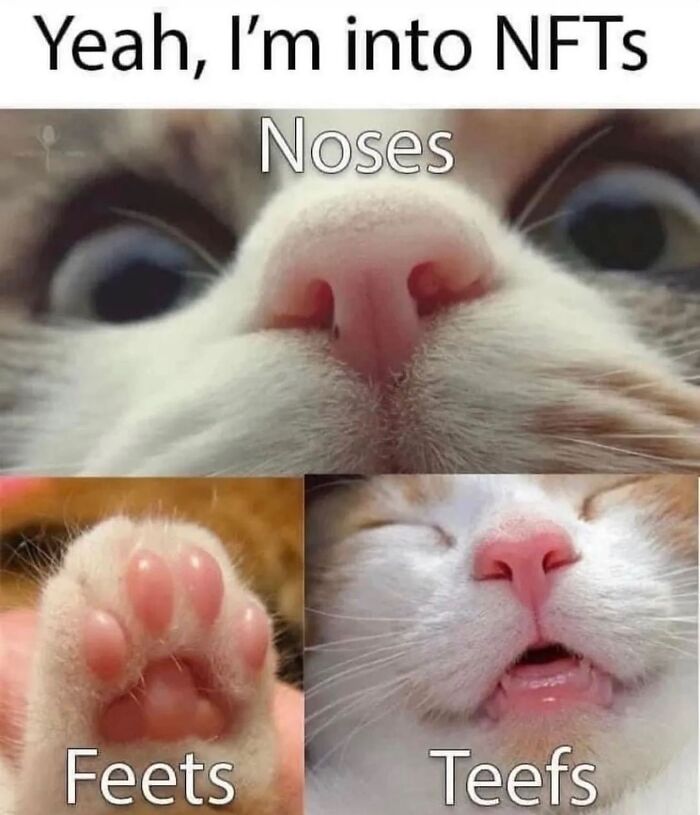 50 Of The Most Hilarious And Cute &lsquo;Cats Without Context&rsquo; To Brighten Your Day