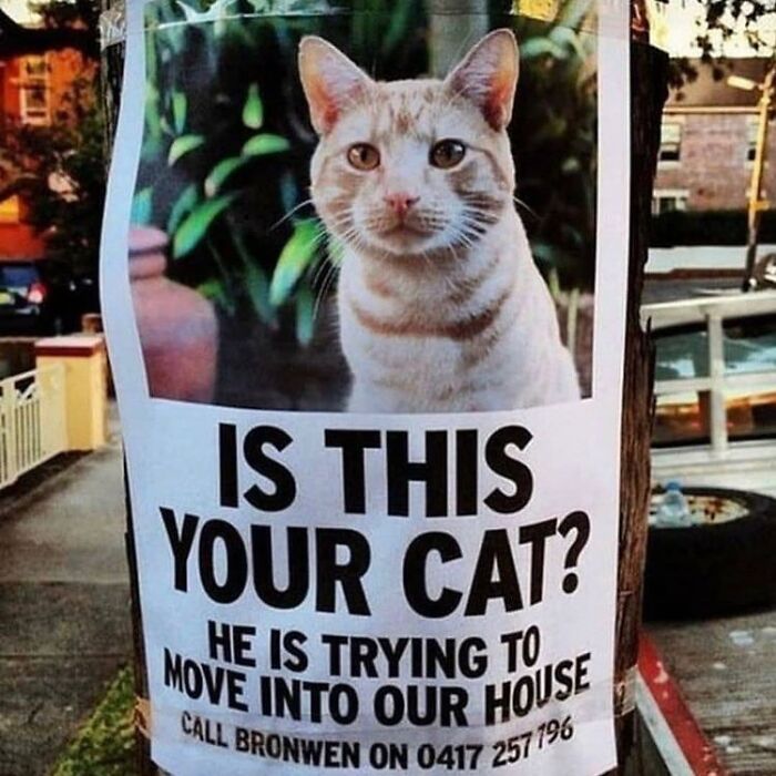 50 Of The Most Hilarious And Cute &lsquo;Cats Without Context&rsquo; To Brighten Your Day