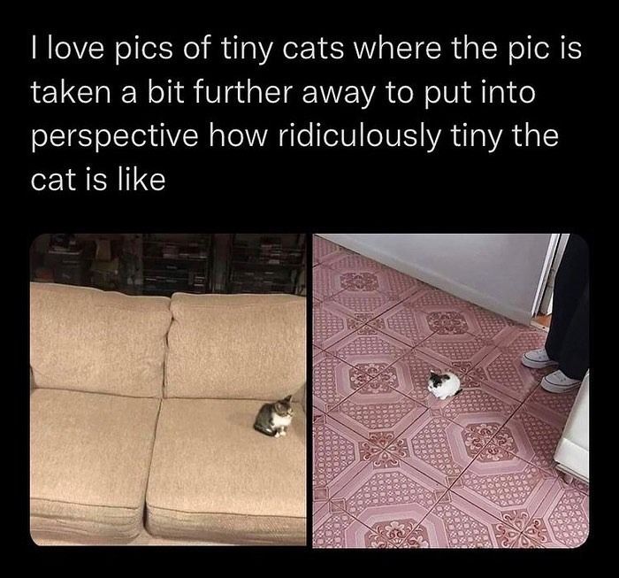 50 Of The Most Hilarious And Cute &lsquo;Cats Without Context&rsquo; To Brighten Your Day