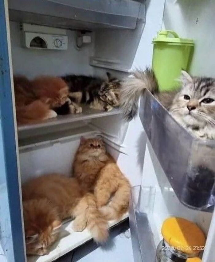 50 Of The Most Hilarious And Cute &lsquo;Cats Without Context&rsquo; To Brighten Your Day