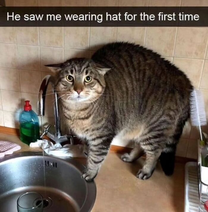 50 Of The Most Hilarious And Cute &lsquo;Cats Without Context&rsquo; To Brighten Your Day