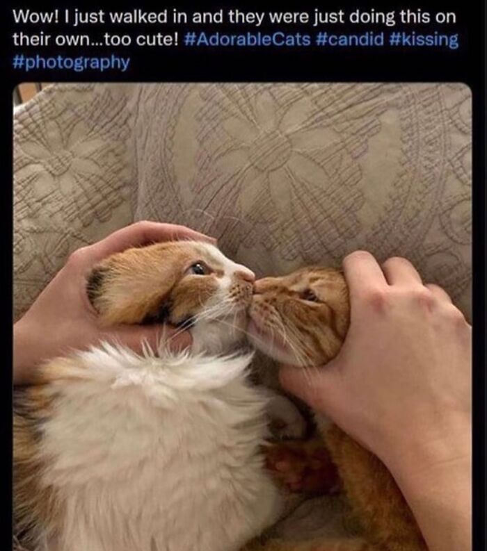 50 Of The Most Hilarious And Cute &lsquo;Cats Without Context&rsquo; To Brighten Your Day
