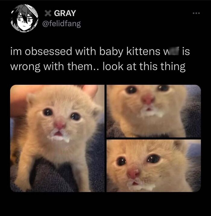 50 Of The Most Hilarious And Cute &lsquo;Cats Without Context&rsquo; To Brighten Your Day