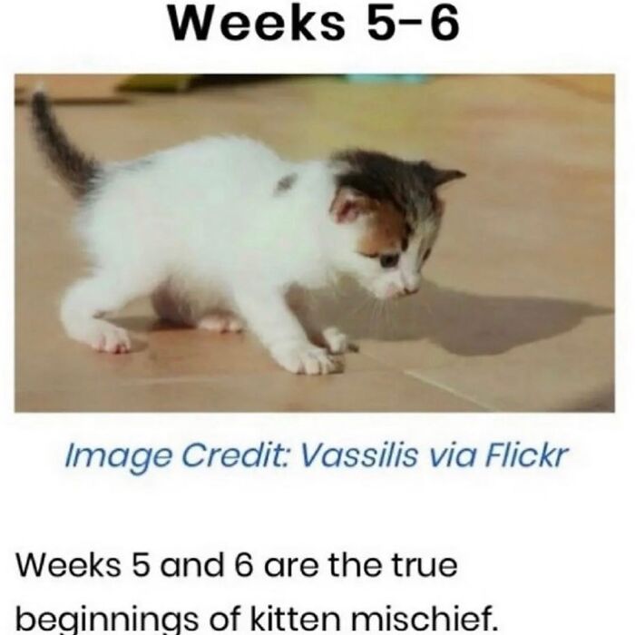 50 Of The Most Hilarious And Cute &lsquo;Cats Without Context&rsquo; To Brighten Your Day