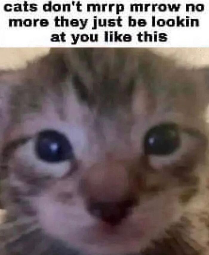 50 Of The Most Hilarious And Cute &lsquo;Cats Without Context&rsquo; To Brighten Your Day