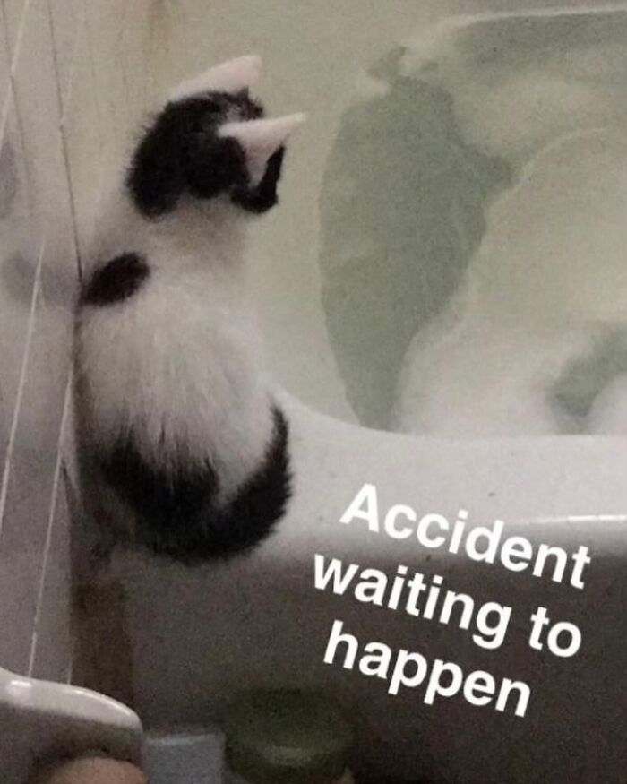 50 Of The Most Hilarious And Cute &lsquo;Cats Without Context&rsquo; To Brighten Your Day