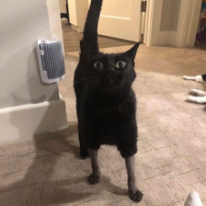 50 Of The Most Hilarious And Cute &lsquo;Cats Without Context&rsquo; To Brighten Your Day