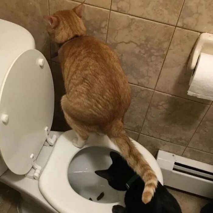 50 Of The Most Hilarious And Cute &lsquo;Cats Without Context&rsquo; To Brighten Your Day