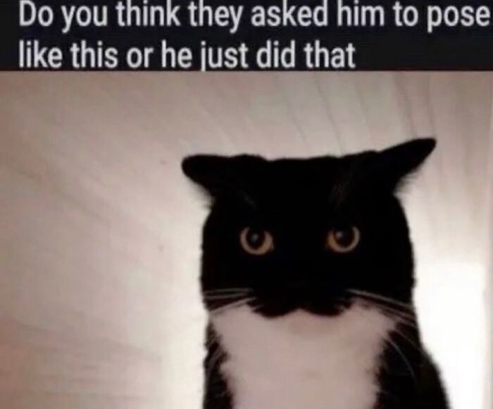 50 Of The Most Hilarious And Cute &lsquo;Cats Without Context&rsquo; To Brighten Your Day