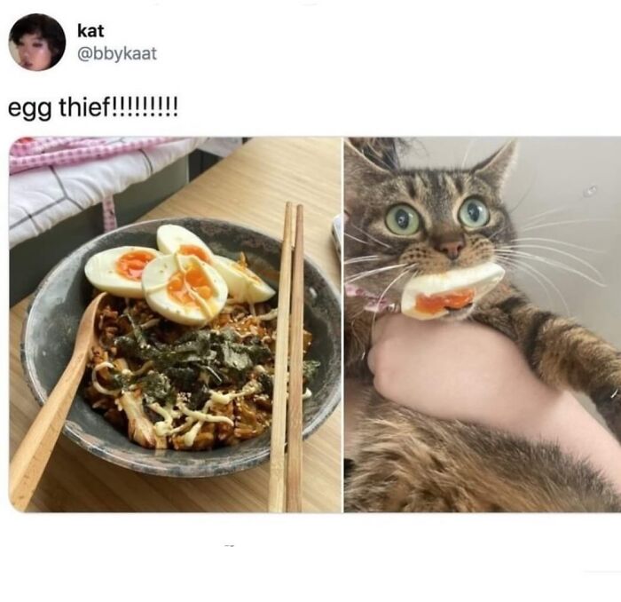 50 Of The Most Hilarious And Cute &lsquo;Cats Without Context&rsquo; To Brighten Your Day