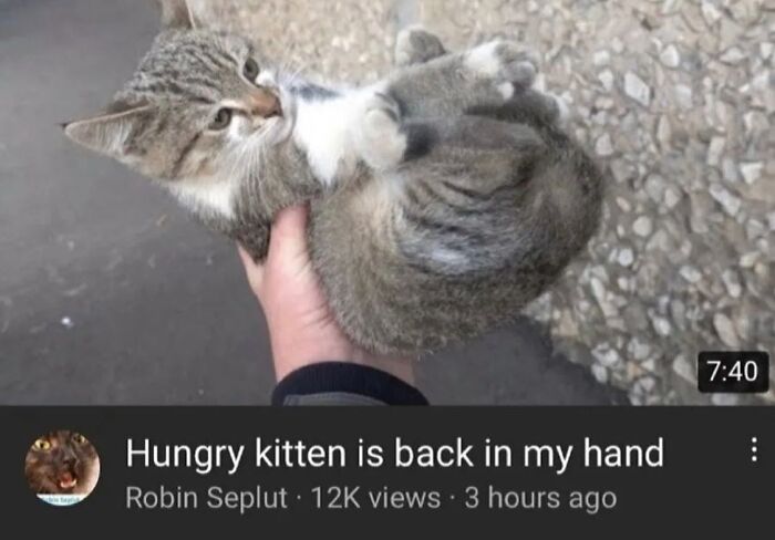 50 Of The Most Hilarious And Cute &lsquo;Cats Without Context&rsquo; To Brighten Your Day