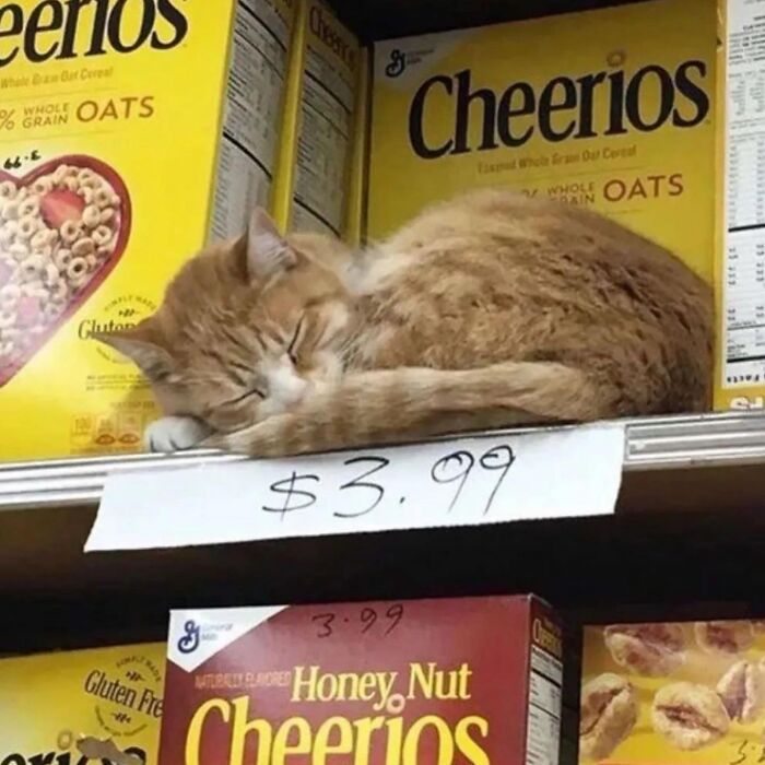 50 Of The Most Hilarious And Cute &lsquo;Cats Without Context&rsquo; To Brighten Your Day