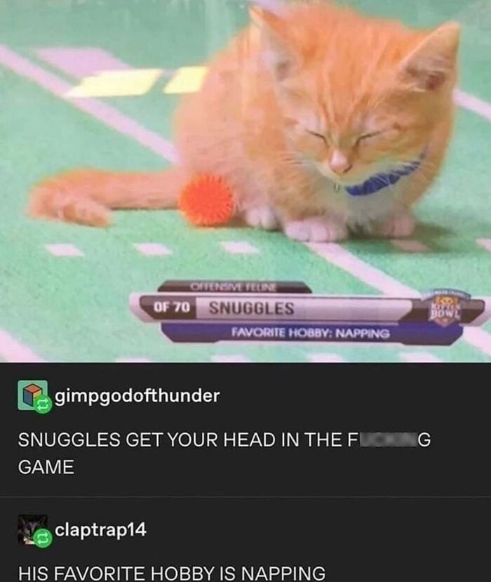 50 Of The Most Hilarious And Cute &lsquo;Cats Without Context&rsquo; To Brighten Your Day