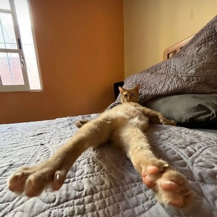 50 Of The Most Hilarious And Cute &lsquo;Cats Without Context&rsquo; To Brighten Your Day