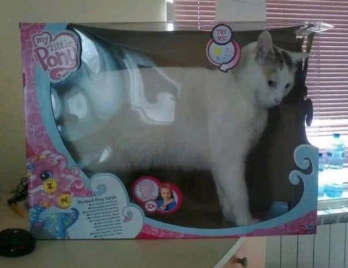 50 Of The Most Hilarious And Cute &lsquo;Cats Without Context&rsquo; To Brighten Your Day