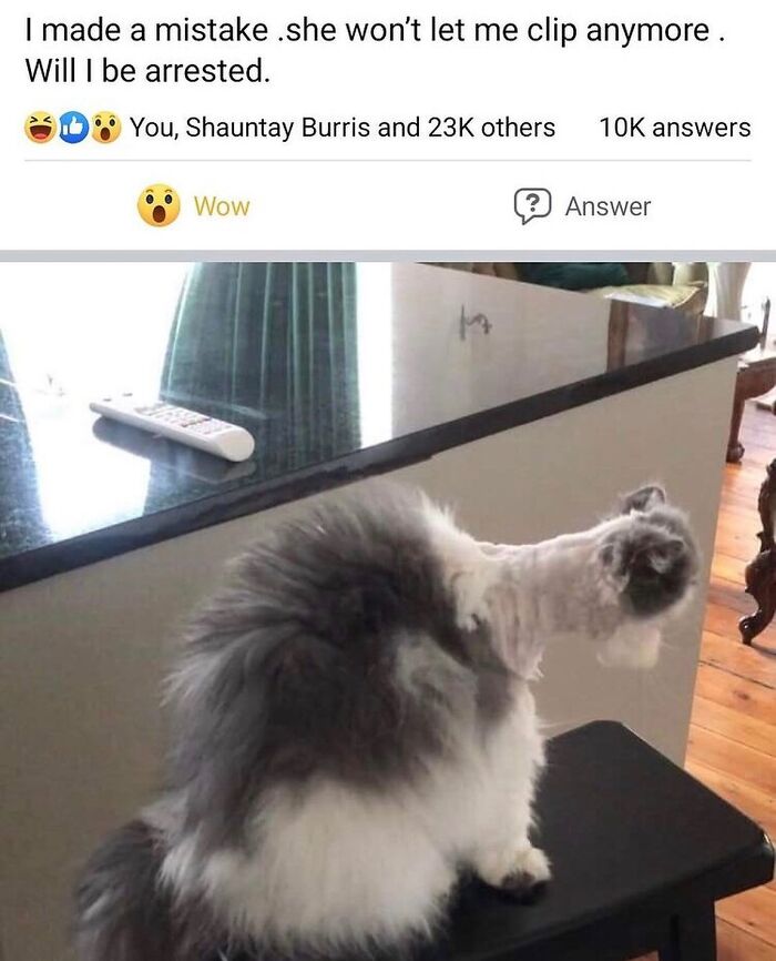 50 Of The Most Hilarious And Cute &lsquo;Cats Without Context&rsquo; To Brighten Your Day