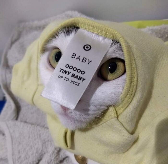 50 Of The Most Hilarious And Cute &lsquo;Cats Without Context&rsquo; To Brighten Your Day