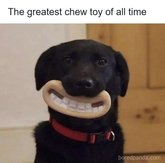 These 41 Random Memes Are The Exact Kind Of Nonsense Your Brain Needs Right Now