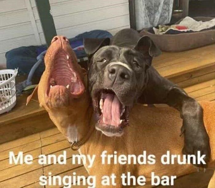 These 41 Random Memes Are The Exact Kind Of Nonsense Your Brain Needs Right Now