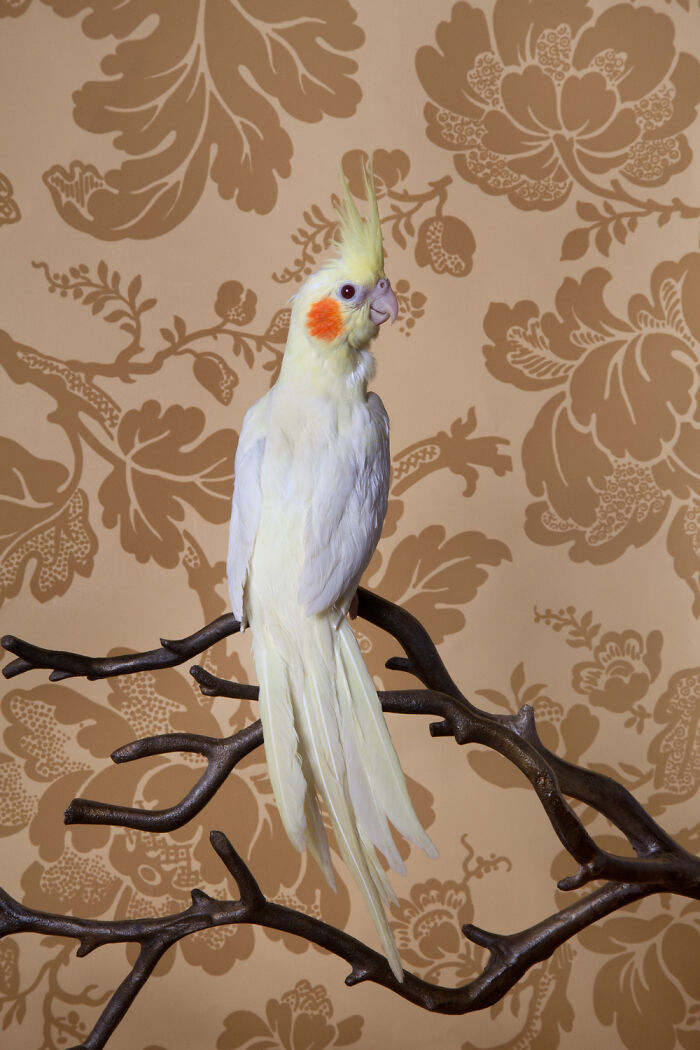 Photographer Captured 21 Colorful Bird Portraits That Blur The Line Between Nature And Art History