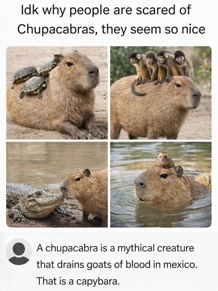 39 Memes Shared By This Page That Show How Cute And Relatable Capybaras Are