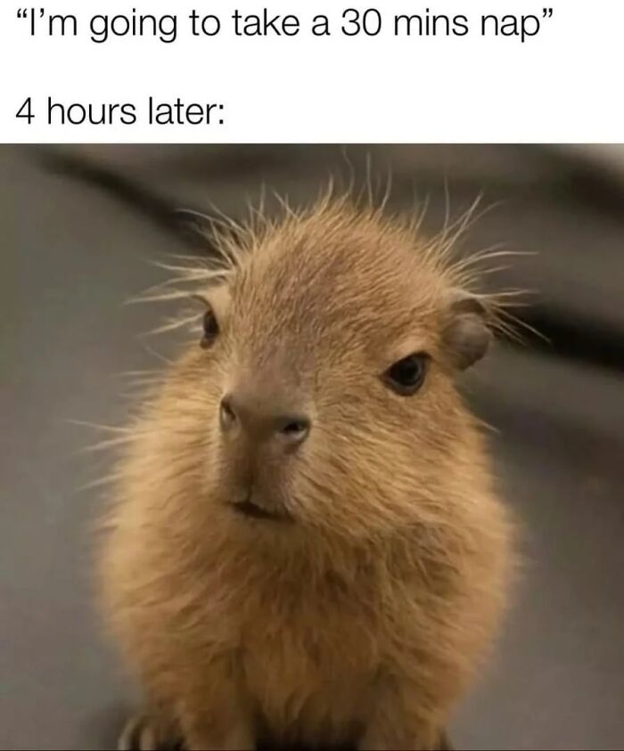 39 Memes Shared By This Page That Show How Cute And Relatable Capybaras Are