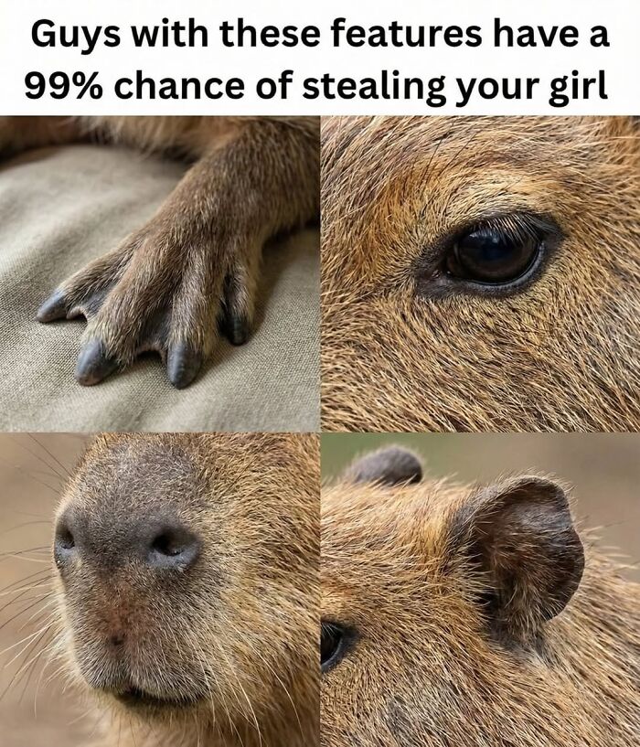 39 Memes Shared By This Page That Show How Cute And Relatable Capybaras Are