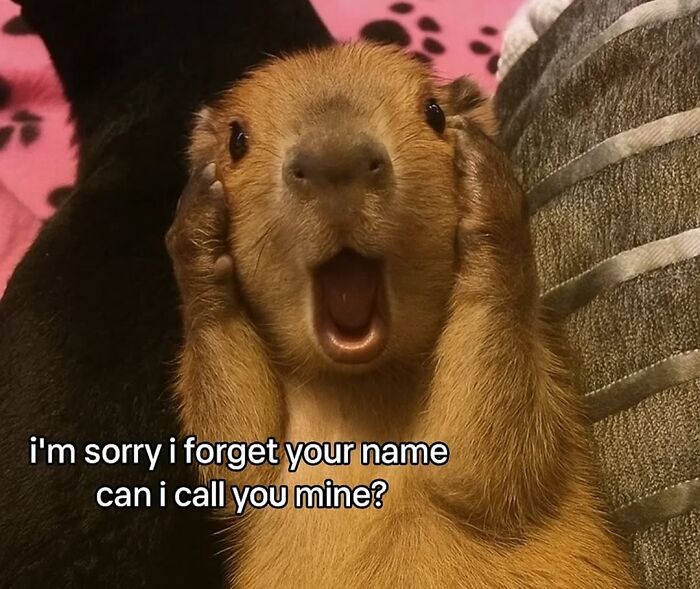 39 Memes Shared By This Page That Show How Cute And Relatable Capybaras Are
