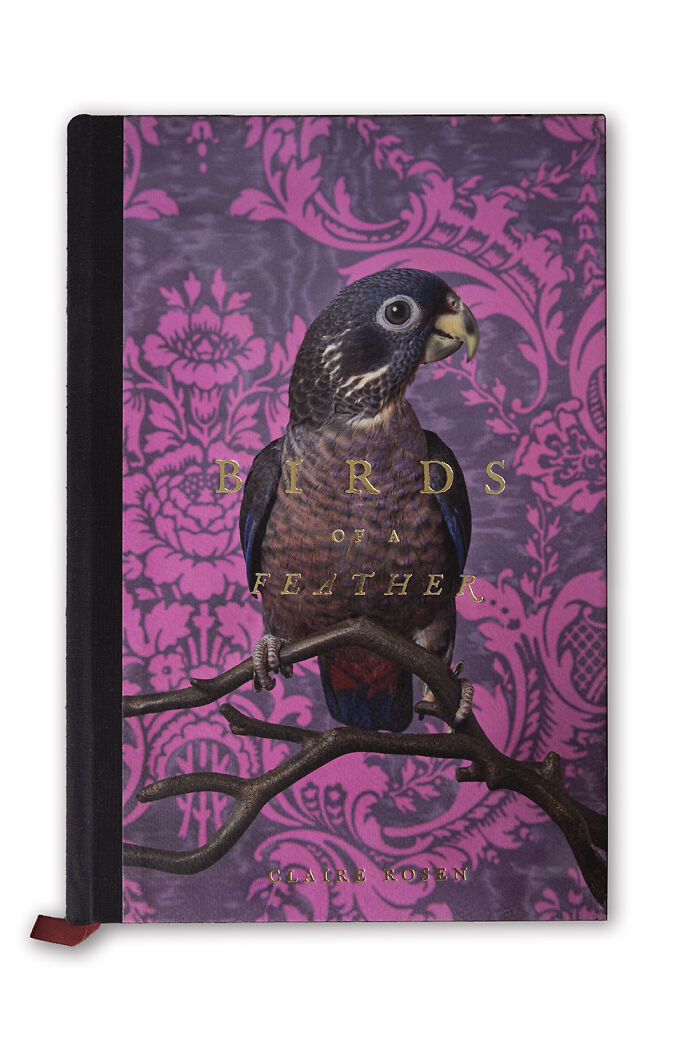 Photographer Captured 21 Colorful Bird Portraits That Blur The Line Between Nature And Art History