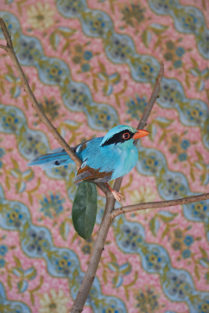 Photographer Captured 21 Colorful Bird Portraits That Blur The Line Between Nature And Art History