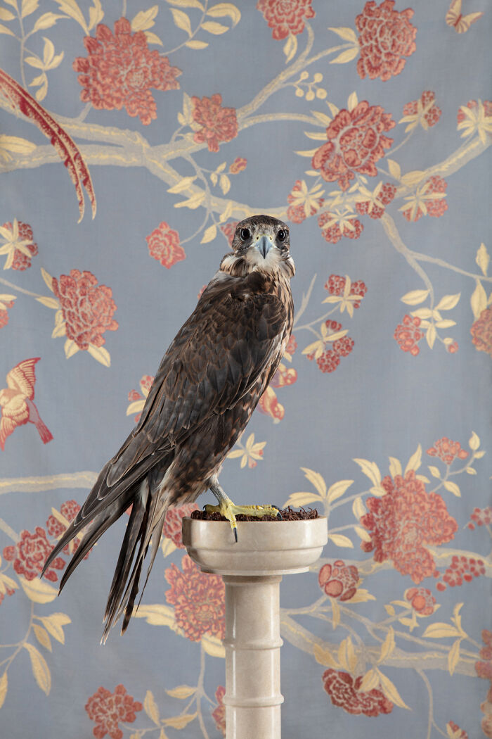 Photographer Captured 21 Colorful Bird Portraits That Blur The Line Between Nature And Art History