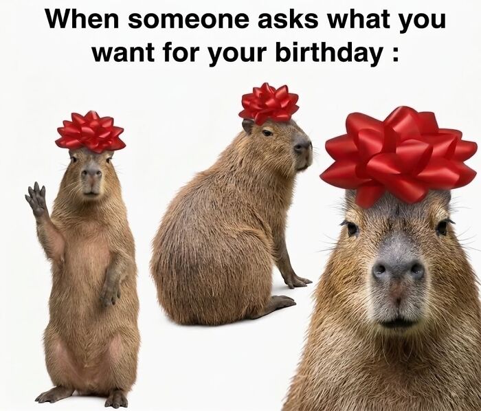39 Memes Shared By This Page That Show How Cute And Relatable Capybaras Are