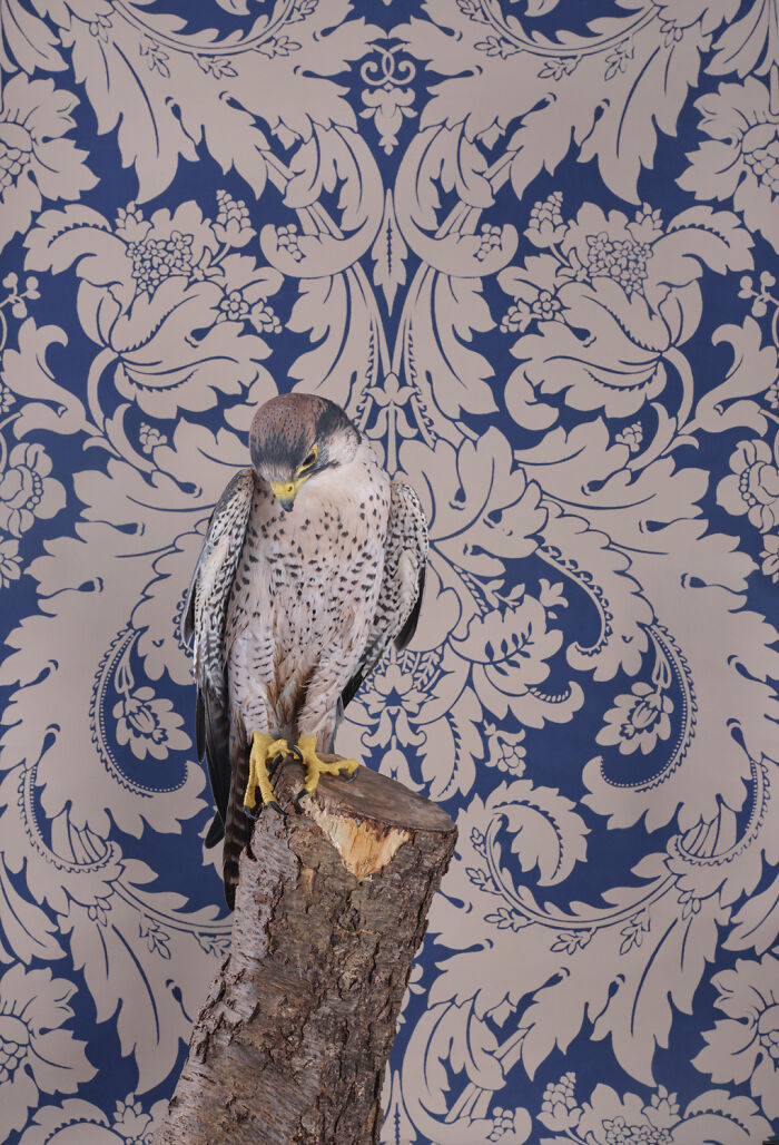 Photographer Captured 21 Colorful Bird Portraits That Blur The Line Between Nature And Art History