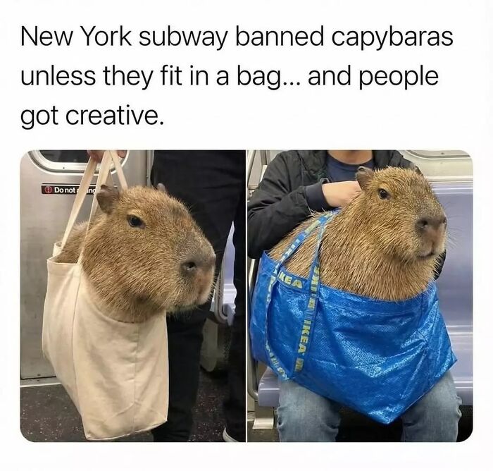 39 Memes Shared By This Page That Show How Cute And Relatable Capybaras Are