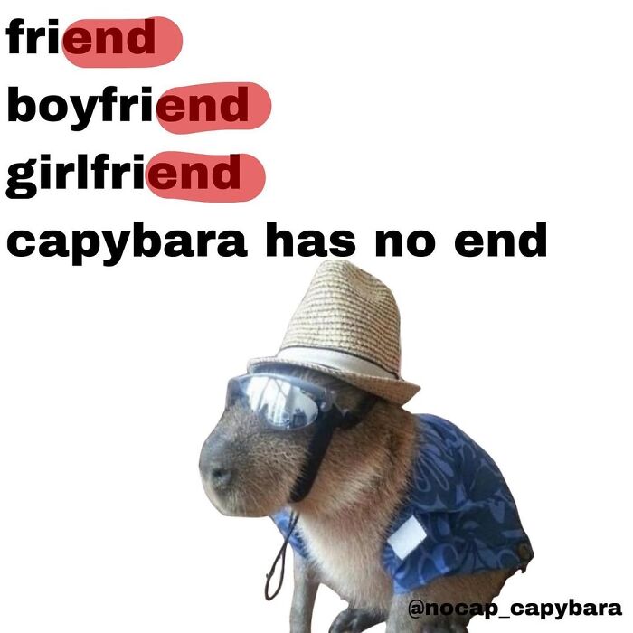 39 Memes Shared By This Page That Show How Cute And Relatable Capybaras Are