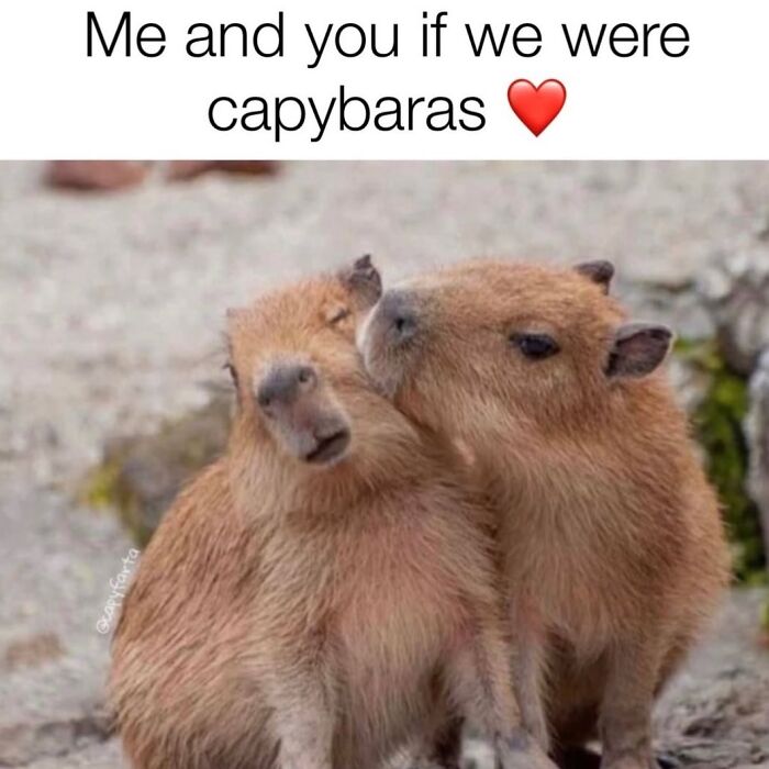39 Memes Shared By This Page That Show How Cute And Relatable Capybaras Are