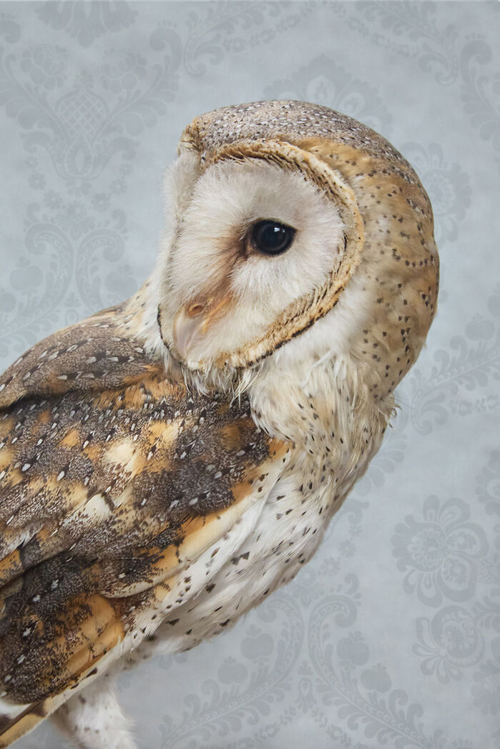 Photographer Captured 21 Colorful Bird Portraits That Blur The Line Between Nature And Art History