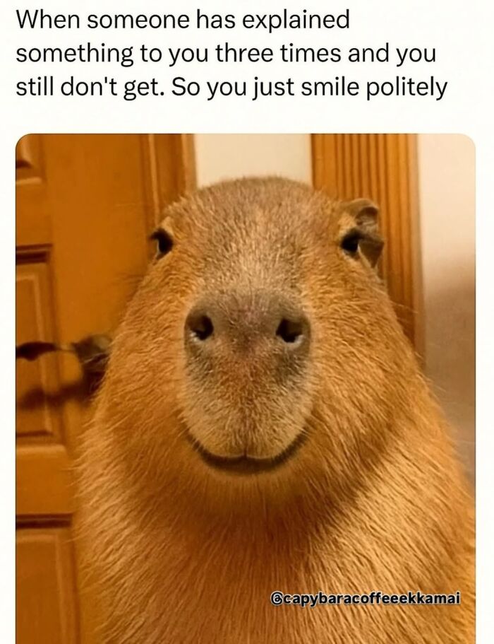 39 Memes Shared By This Page That Show How Cute And Relatable Capybaras Are