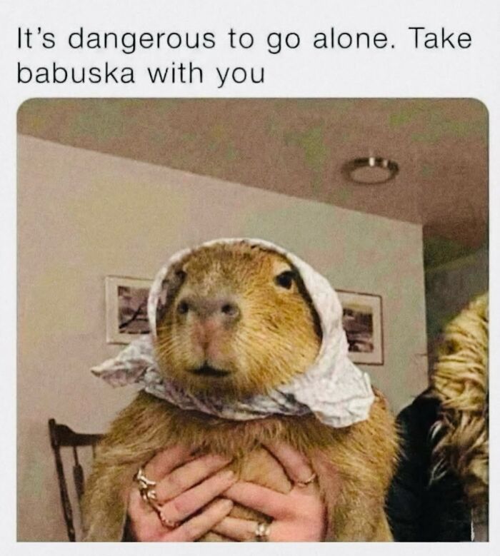 39 Memes Shared By This Page That Show How Cute And Relatable Capybaras Are