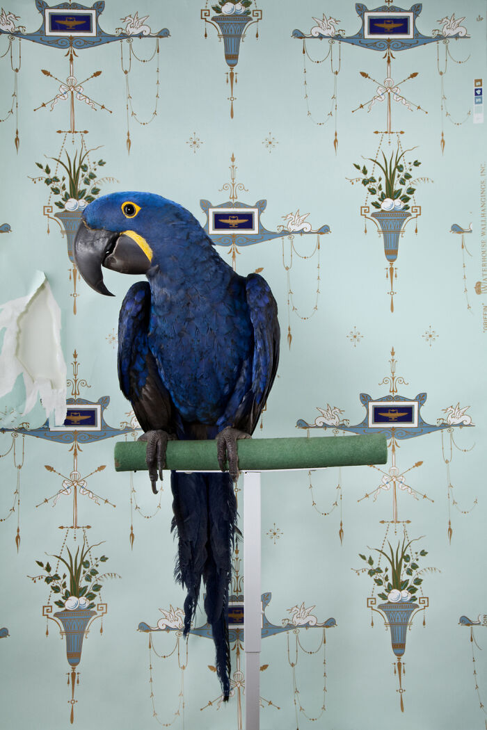 Photographer Captured 21 Colorful Bird Portraits That Blur The Line Between Nature And Art History