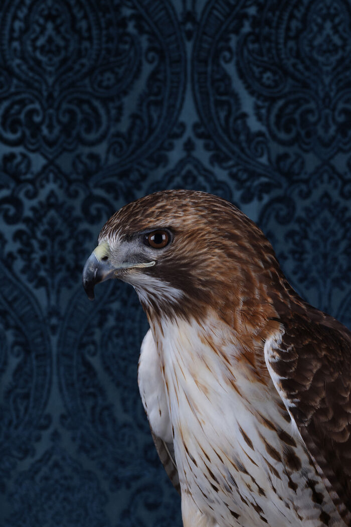 Photographer Captured 21 Colorful Bird Portraits That Blur The Line Between Nature And Art History
