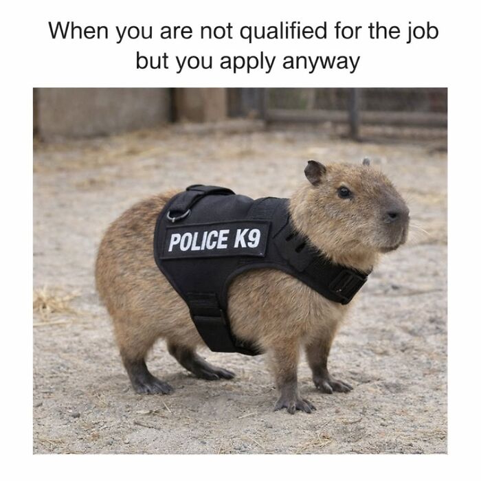 39 Memes Shared By This Page That Show How Cute And Relatable Capybaras Are