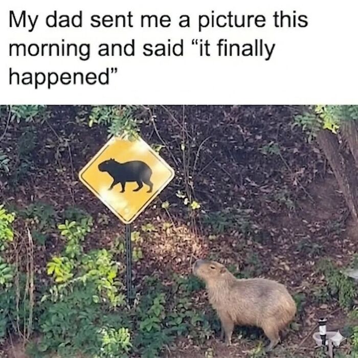 39 Memes Shared By This Page That Show How Cute And Relatable Capybaras Are