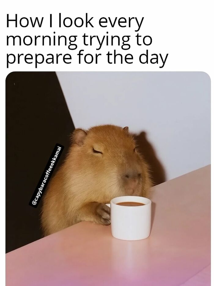 39 Memes Shared By This Page That Show How Cute And Relatable Capybaras Are