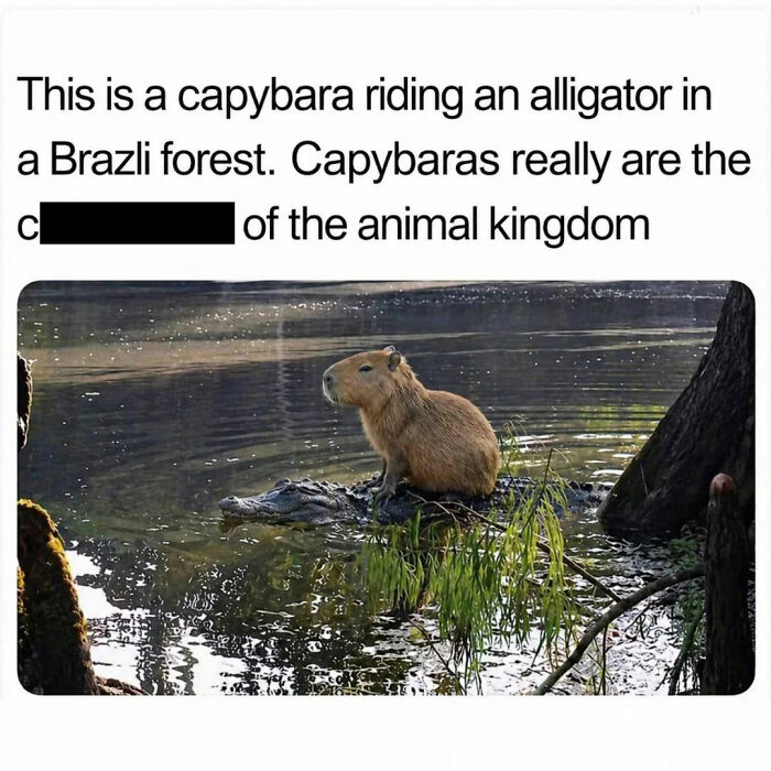 39 Memes Shared By This Page That Show How Cute And Relatable Capybaras Are
