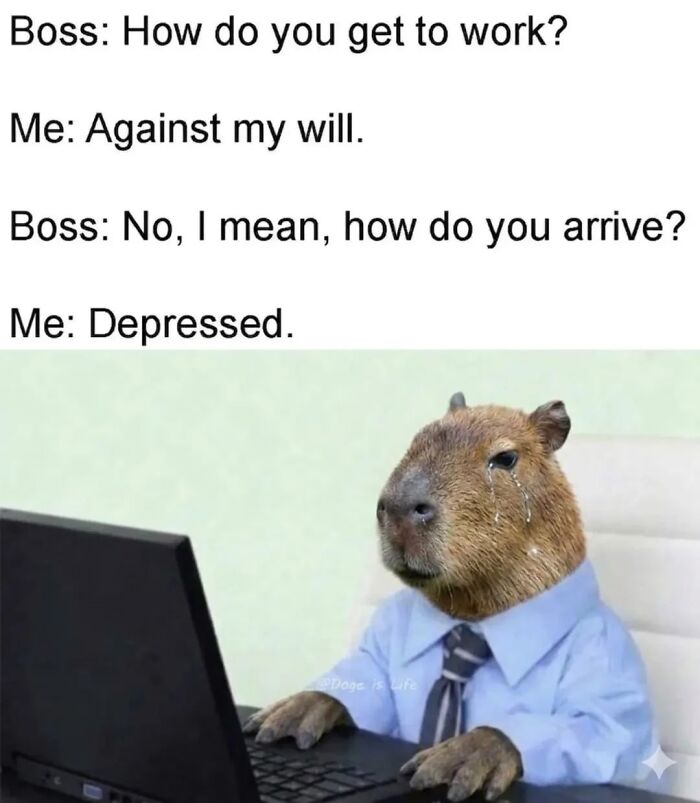 39 Memes Shared By This Page That Show How Cute And Relatable Capybaras Are