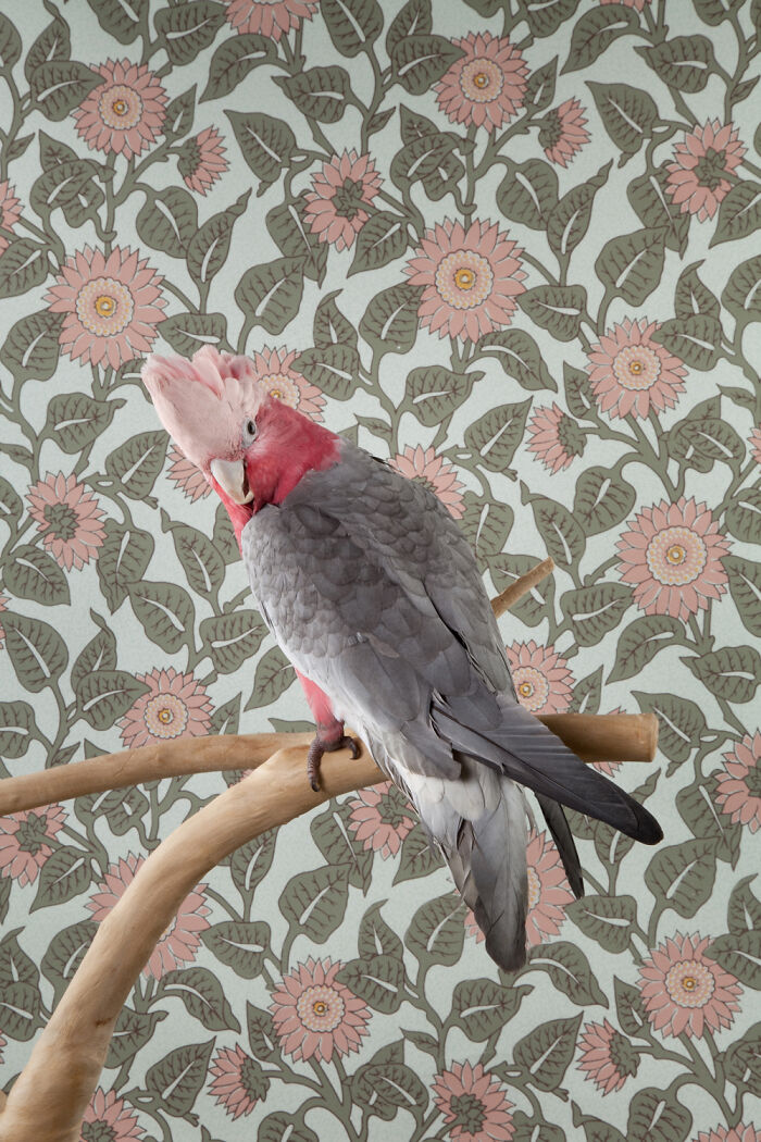Photographer Captured 21 Colorful Bird Portraits That Blur The Line Between Nature And Art History